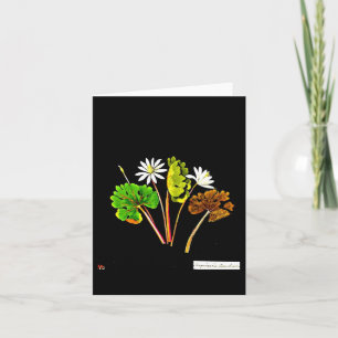 Notecard-Botanical Art-Mary Delany 13 Kaart