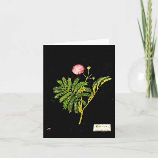 Notecard-Botanical Art-Mary Delany 15 Kaart (Voorkant)
