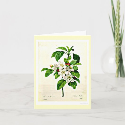 Notecard-Botanicals-Pierre Joseph Redoute 9 Kaart (Voorkant)