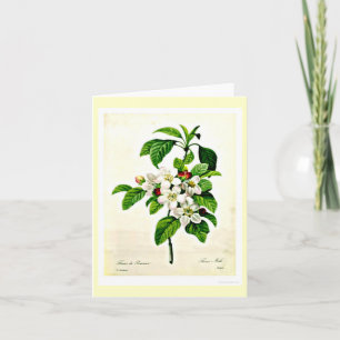 Notecard-Botanicals-Pierre Joseph Redoute 9 Kaart