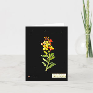 Notecard-botanische kunst-Mary Delany 16 Kaart