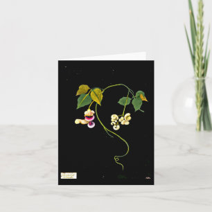 Notecard-botanische kunst-Mary Delany 5 Kaart