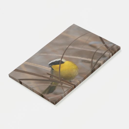 Notes de post-it de photographie de faune d'oiseau (Incliné)