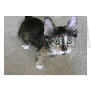 notes maladroites de blanc de chaton