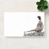 Notes post-it de la photo de faisan à cou circulai (Bureau)