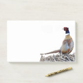 Notes post-it de la photo de faisan à cou circulai (Sur un bureau)