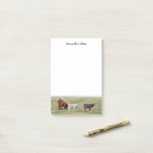Notes post-it de la vache Highland (Sur un bureau)