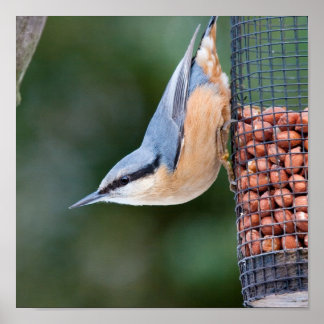 Nothatch over feeder poster