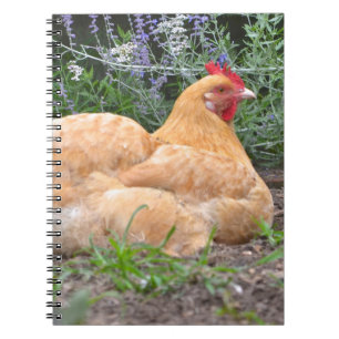 Notitieboek kippen