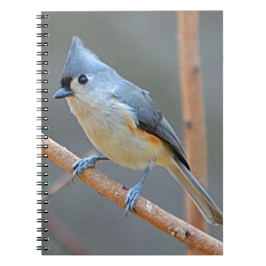 Notitieboek met getufte Titmouse (Voorkant)