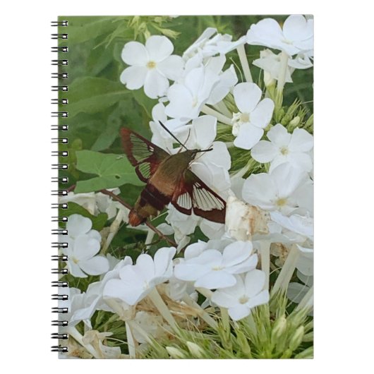 Notitieboek van kalkoenen (Voorkant)