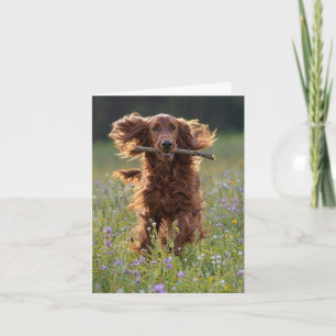 Notitiekaart Ierse Setter in veld met wilde bloeme