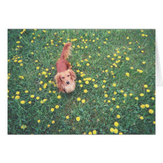 NOTRE DACHSHUND-DUBLIN-LE GRASS "EST" PLUS VERT SU