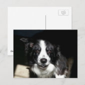 Notre frontière bien-aimée Collie Jake - carte pos (Devant / Derrière)