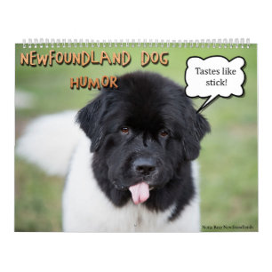 Notta Bear Newfoundlanders Humor Kalender