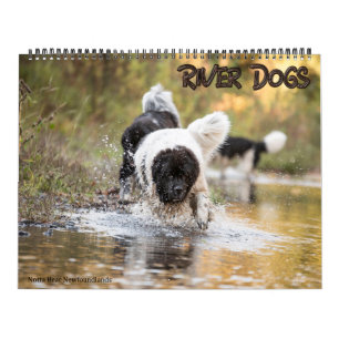 Notta Bear Newfoundlanders Rivierhonden Kalender