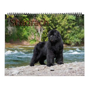 Notta Bear Newfoundlands Jaar van Shadrach Kalender