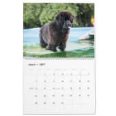 Notta Bear Newfoundlands Zwembad Kalender (Mar 2027)