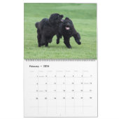 Notta Bear Newfs Dans Le Calendrier En Mouvement (Feb 2026)