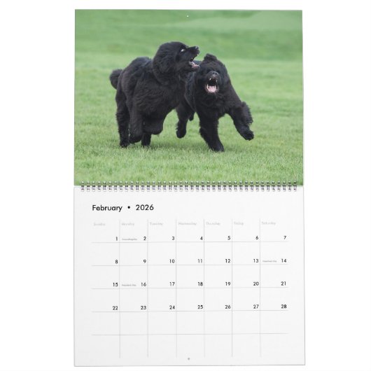 Notta Bear Newfs Dans Le Calendrier En Mouvement (Feb 2026)