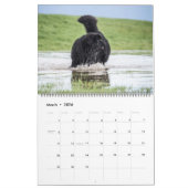 Notta Bear Newfs Dans Le Calendrier En Mouvement (Mar 2026)