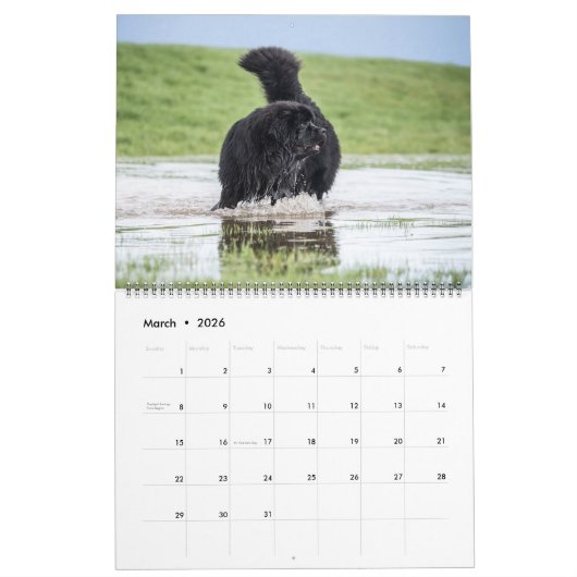 Notta Bear Newfs Dans Le Calendrier En Mouvement (Mar 2026)