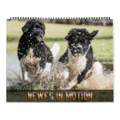 Notta Bear Newfs Dans Le Calendrier En Mouvement (Protection)