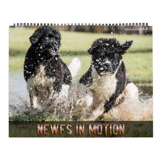 Notta Bear Newfs Dans Le Calendrier En Mouvement (Protection)