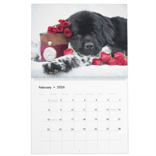 Notta Bear Terre-Neuve Calendrier ShellBea (Feb 2026)