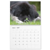 Notta Bear Terre-Neuve Calendrier ShellBea (Mar 2027)