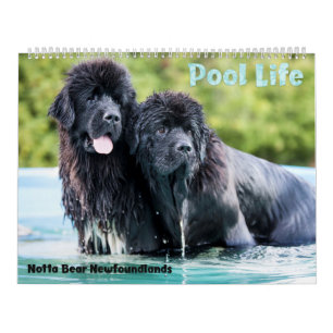 Notta Beer Newfoundlands Pool Calendar Kalender