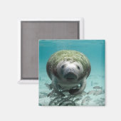 Nou Hallo daar Manatee Magnet Magneet (Voorkant / Achterkant)