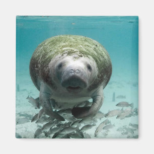 Nou Hallo daar Manatee Magnet Magneet