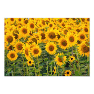 Nou, VS, Colorado, Zonnebloemen Foto Afdruk