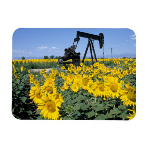 Nou, VS, Colorado, Zonnebloemen, Olieboortoren Magneet