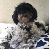 **NOUNOURS TRIPLET** ÉTIQUETTES DE ADRESSE