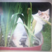 **NOUNOURS TRIPLET** ÉTIQUETTES DE ADRESSE