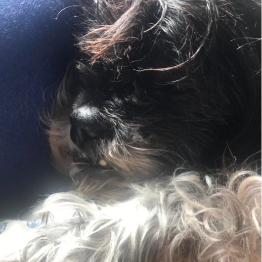 **NOUNOURS TRIPLET** ÉTIQUETTES DE ADRESSE