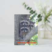 Nous avons Déplacé la carte postale (Raccoons dans (Debout devant)