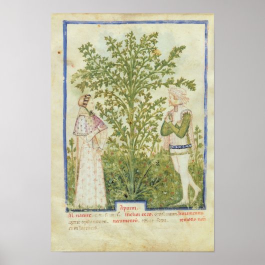 Nouv Acq Lat Celery uit "Tacuinum Sanitatis" Poster (Voorkant)