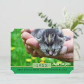 Nouveau Born Kitten et Bonne année! Carte /Chats (Debout devant)