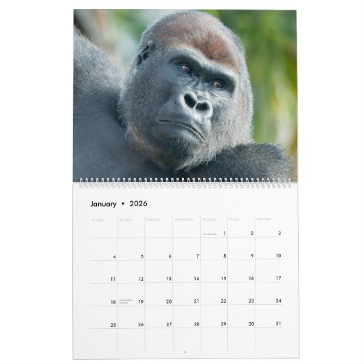 NOUVEAU Calendrier Gorilla 2026 (Jan 2026)