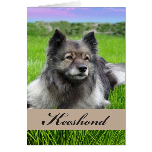Nouveau chien Keeshond sur l'herbe (Devant)