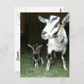 Nouveau Doeling avec la carte postale de chèvre de (Devant / Derrière)