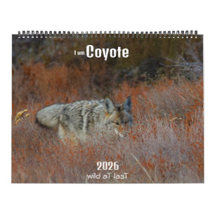 Nouveau ! 'Je suis Coyote' calendrier 2026