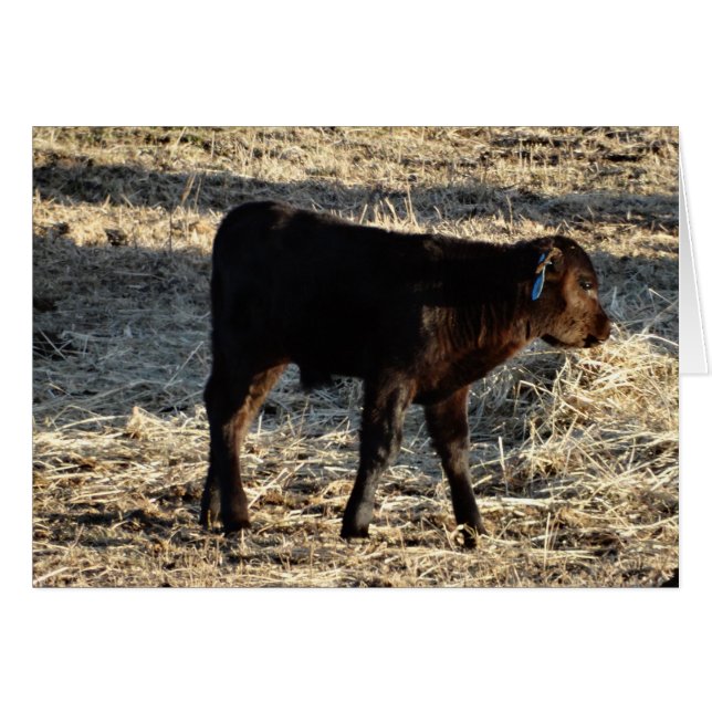 Nouveau veau (Devant horizontal)