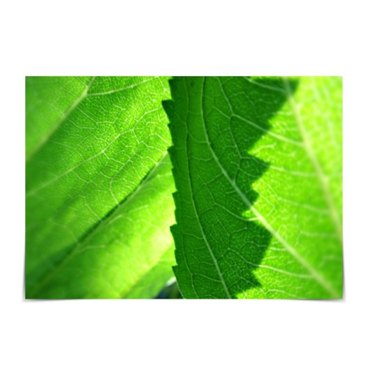 Nouvelle Carte Feuille verte pour emploi "Nouveau