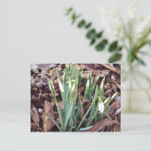 Nouvelle croissance de carte postale (Debout devant)