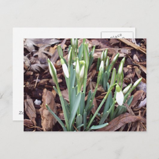 Nouvelle croissance de carte postale (Devant / Derrière)