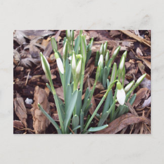 Nouvelle croissance de carte postale